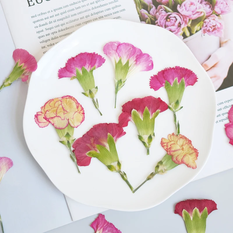 6pcs/4-7cm,Carnation dried flo - Dried Flower Bookmark 评论和价格