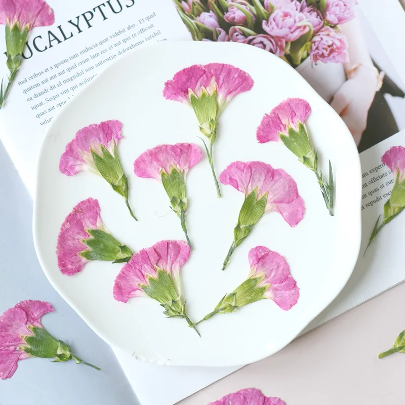 6pcs/4-7cm,Carnation dried flo - Dried Flower Bookmark 评论和价格