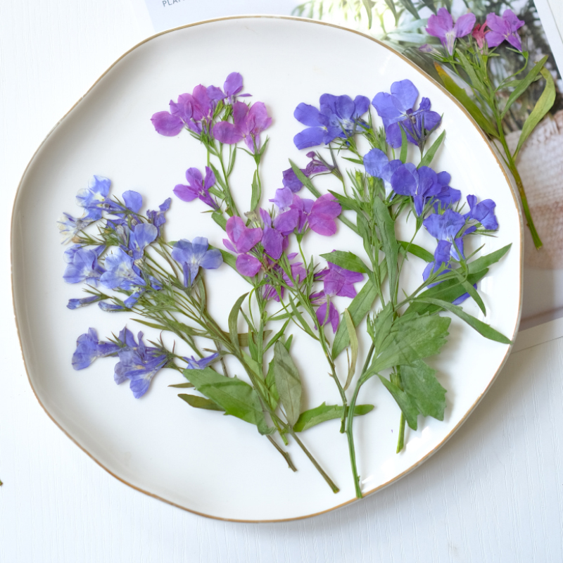 6pcs/8-13cm,nature Lobelia Eri - Dried Flower Bookmark 评论和价格