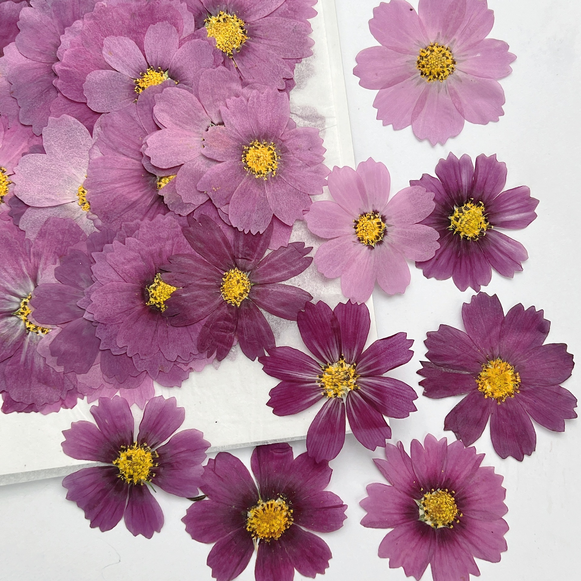 100Pcs Cosmos Dried Flower Pre - Dried Flower Bookmark 评论和价格