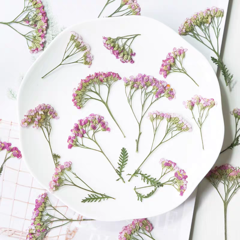 60pcs Pressed Dried Yarrow Ach - Dried Flower Bookmark 评论和价格